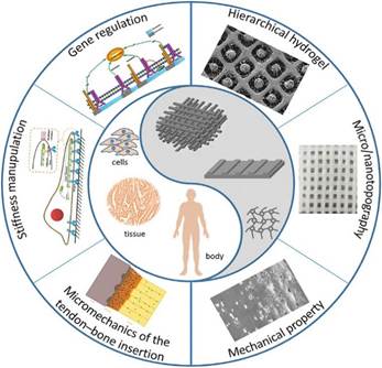 https://onlinelibrary.wiley.com/cms/attachment/aa64f176-99a3-4e75-a078-bb77673ee929/adma201804950-fig-0003-m.jpg